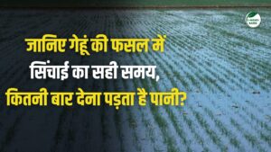 Wheat Irrigation : गेहूं में कब और कितनी बार दें पानी, एक्सपर्ट से जानें सही तरीका