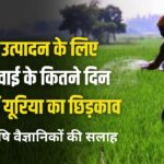 बंपर उत्पादन: गेहूं में यूरिया कितने दिन बाद देना चाहिए? जाने कृषि वैज्ञानिकों की सलाह