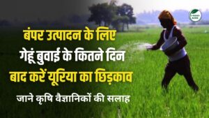 बंपर उत्पादन: गेहूं में यूरिया कितने दिन बाद देना चाहिए? जाने कृषि वैज्ञानिकों की सलाह