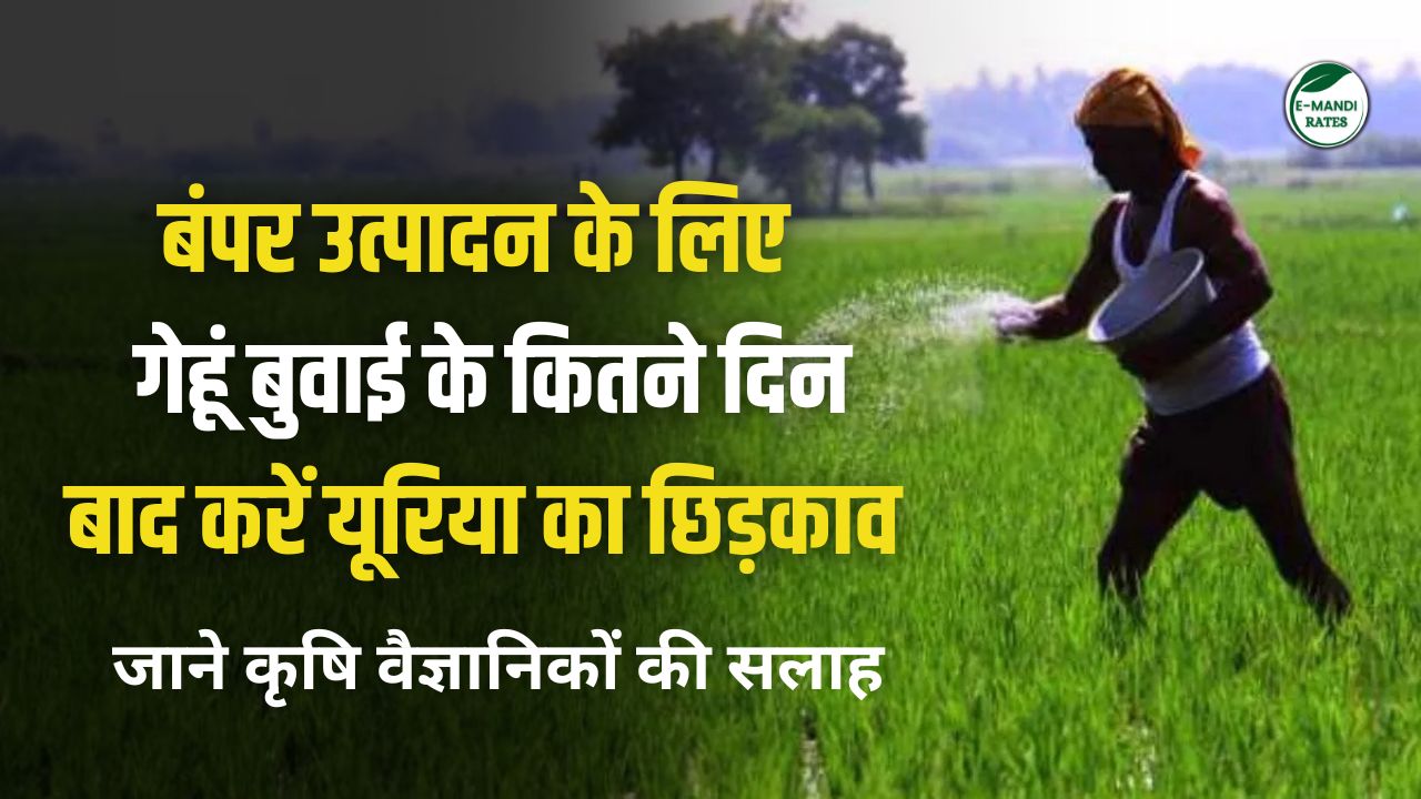 gehu me urea kab dalna chahiye