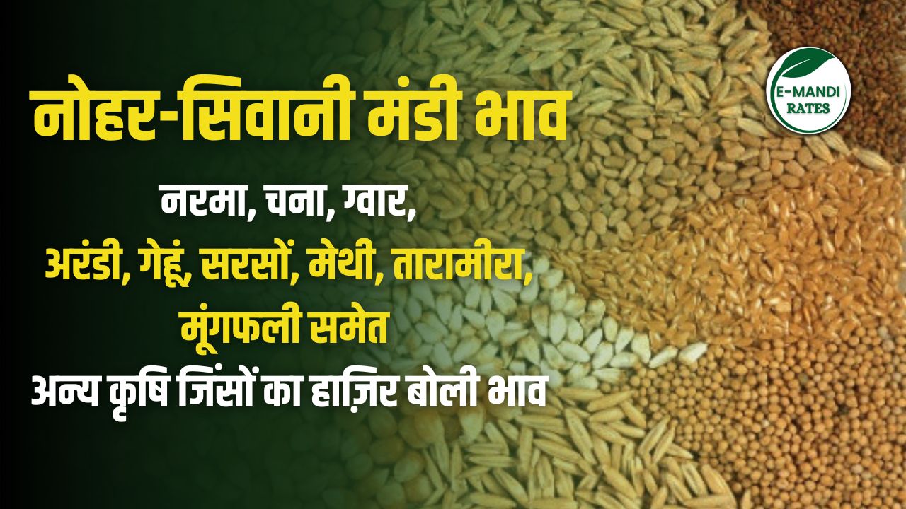 nohar siwani mandi ka bhav