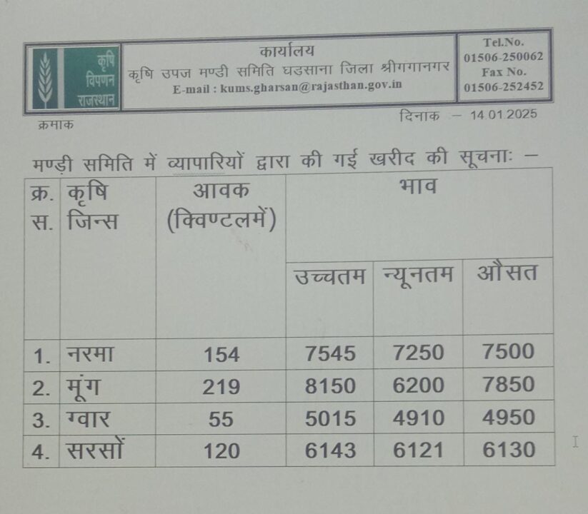 घड़साना मंडी भाव १४ जनवरी २०२५