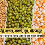 Wheat, Bajra, Maize, Moong, and Masur Teji Mandi Report 2025