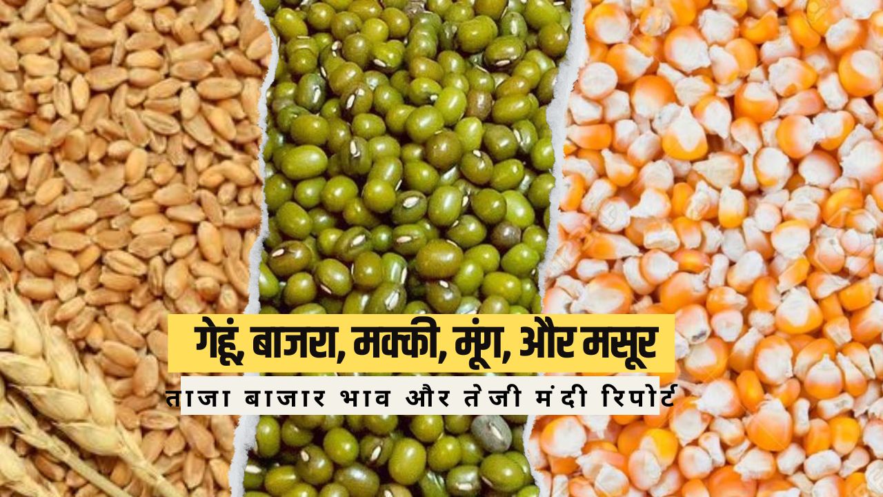 Wheat, Bajra, Maize, Moong, and Masur Teji Mandi Report 2025