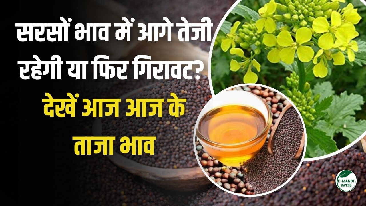 Will mustard prices rise or fall in future