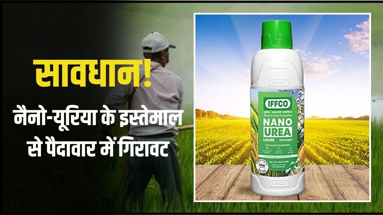 nano urea reduced grain yield
