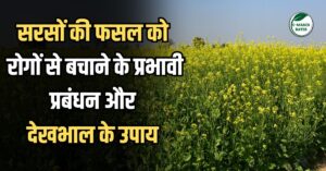 सरसों की फसल को रोगों से कैसे बचाएं? जानें प्रभावी प्रबंधन और देखभाल के उपाय