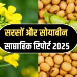 Mustard and soybean weekly report