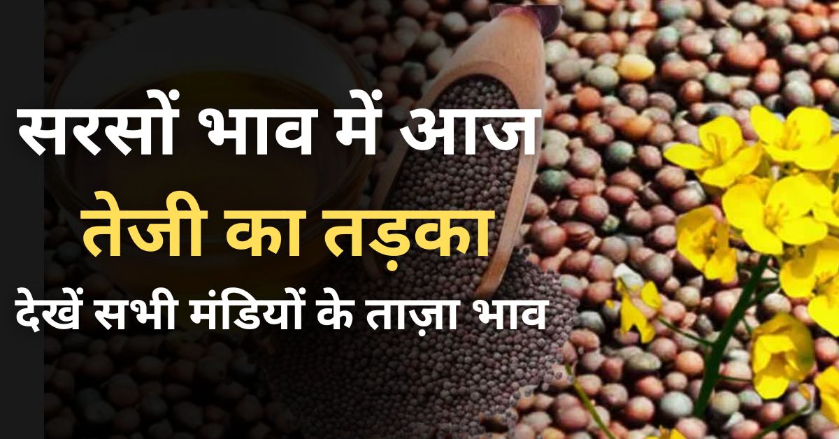 mustard price rises sharply