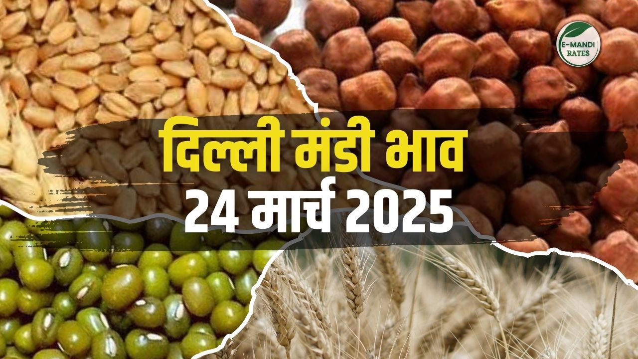Delhi Mandi Bhav 24 March 2025