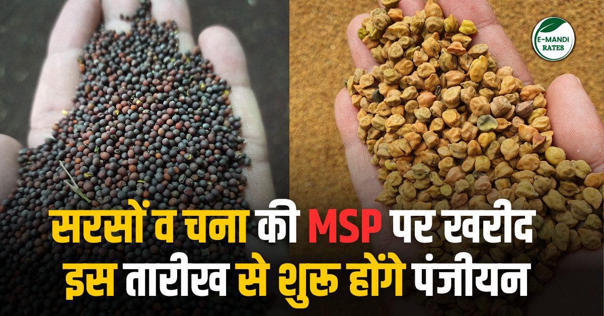 Purchase of Mustard and Gram at MSP