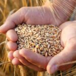 Wheat Procurement in Bihar