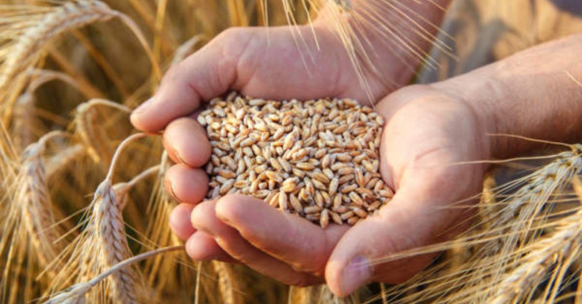 Wheat Procurement in Bihar