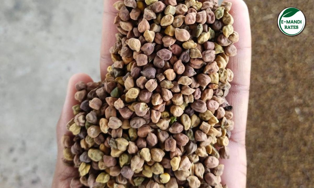 Chana Bhav aaj ka teji mandi
