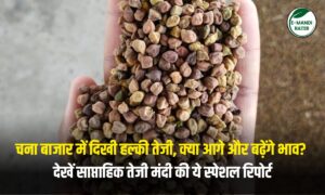 चना बाजार में दिखी हल्की तेजी, क्या आगे और बढ़ेंगे भाव? देखें साप्ताहिक रिपोर्ट