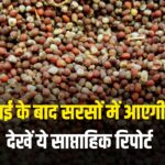 विदेशी दबाव और घरेलू डिमांड की कमी से सरसों में गिरावट, अब आगे क्या? देखें सरसों साप्ताहिक रिपोर्ट