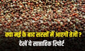 विदेशी दबाव और घरेलू डिमांड की कमी से सरसों में गिरावट, अब आगे क्या? देखें सरसों साप्ताहिक रिपोर्ट