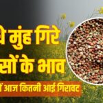 Mustard seed prices fall