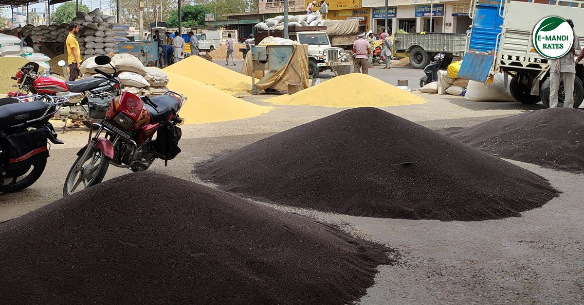 Sarso bhav me giravat