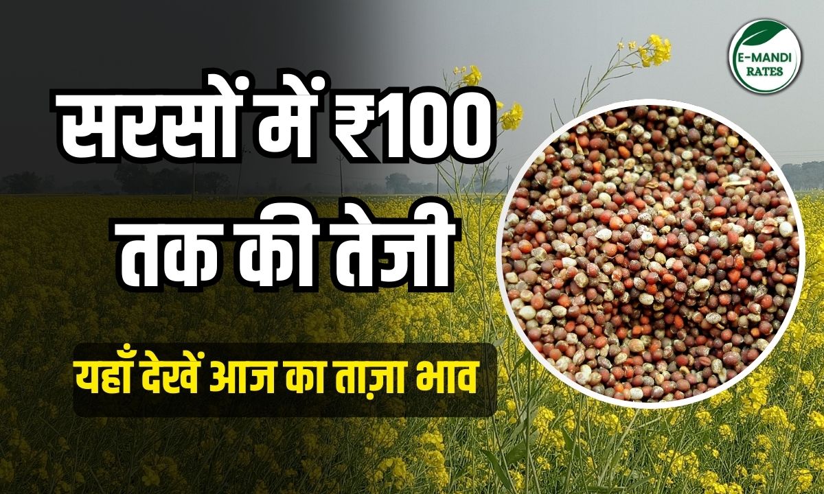sarson bhav 30 april 2025