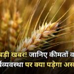 गेहूं पर बड़ी खबर! जानिए कीमतों व देश की अर्थव्यवस्था पर क्या पड़ेगा असर ?