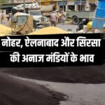 नोहर मंडी सरसों ₹6065, देखें ऐलनाबाद सिरसा मंडियों के 1 मई 2025 के ताजा रेट