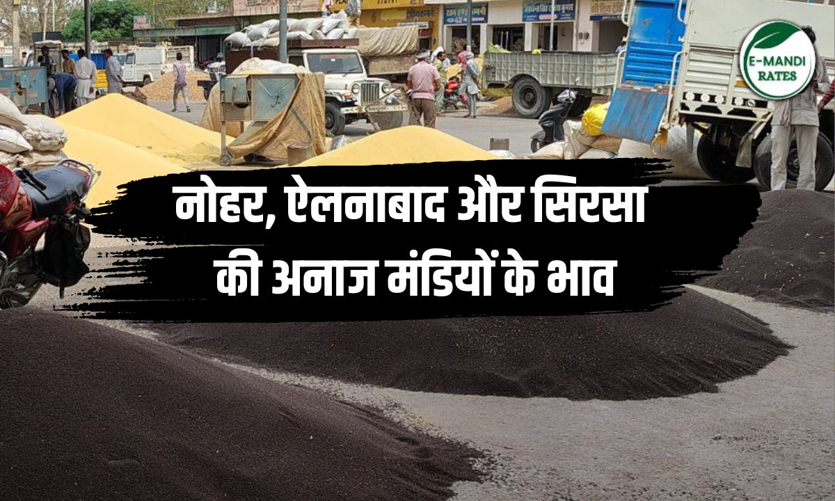 Prices of grain markets of Nohar, Ellenabad and Sirsa