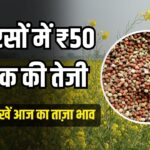 सरसों भाव में आज ₹50 तक की तेजी, देखें ताजा रेट