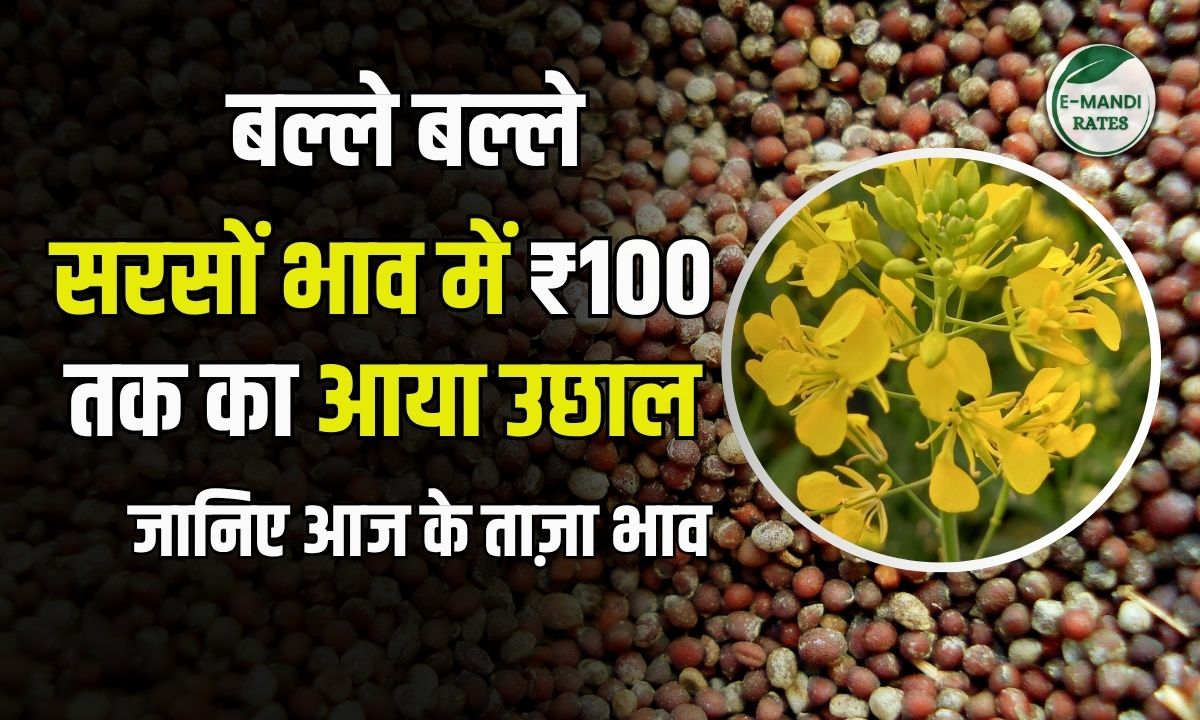 sarso bhav 24 july 2025