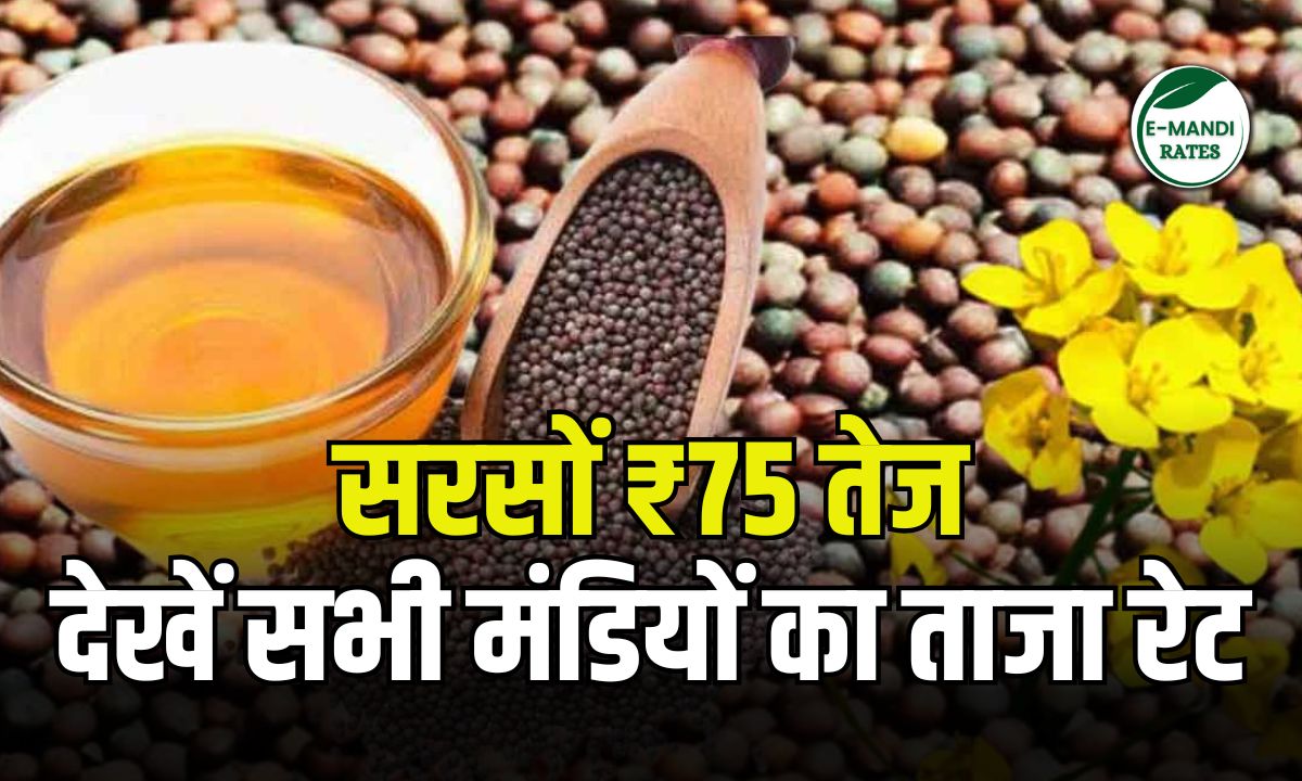 Mustard prices rise