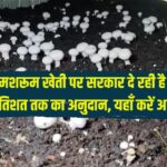 सरकार ने कर दी किसानों की मौज 90% अनुदान पर मशरूम खेती का दे रही है मौका, ऐसे करें आवेदन