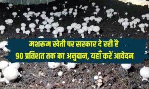 सरकार ने कर दी किसानों की मौज 90% अनुदान पर मशरूम खेती का दे रही है मौका, ऐसे करें आवेदन