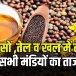 सरसों, तेल व खल भाव में बंपर तेजी! जयपुर, दिल्ली, भरतपुर से कोटा तक ताज़ा अपडेट