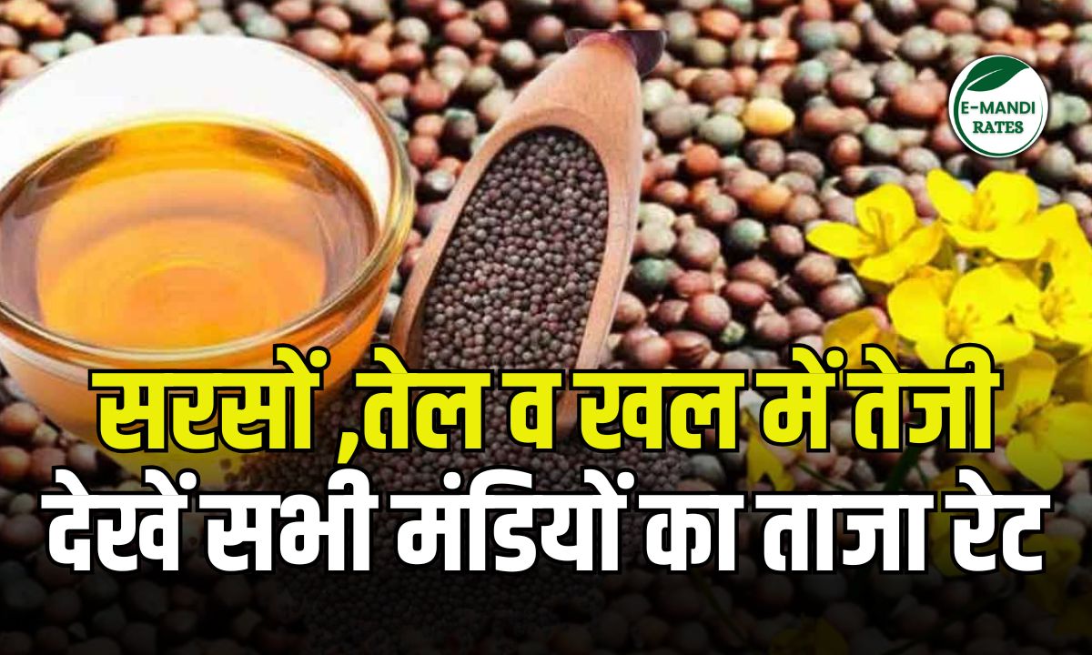 Mustard Market Update 1 September