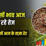सरसों 50 रुपये तक मजबूत, तेल-खल में नरमी ! जानिए देशभर की मंडियों का ताजा भाव