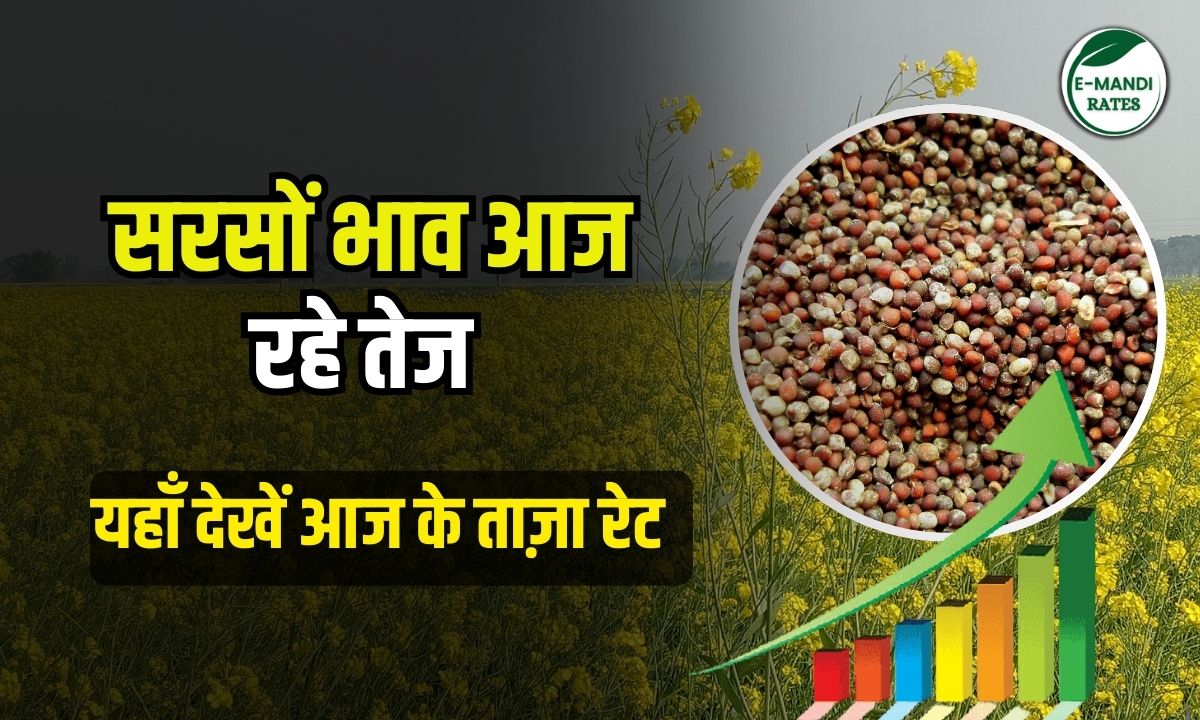 Mustard prices rise, see update of 9th September