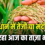 धान में आज कितनी आई तेजी? जाने 8 अक्टूबर 2025 का ताज़ा रेट