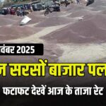 आज सरसों बाजार भाव पलटा! प्लांट रेट तेज, कई मंडियां लाल—देखें तेजी-मंदी की पूरी लिस्ट