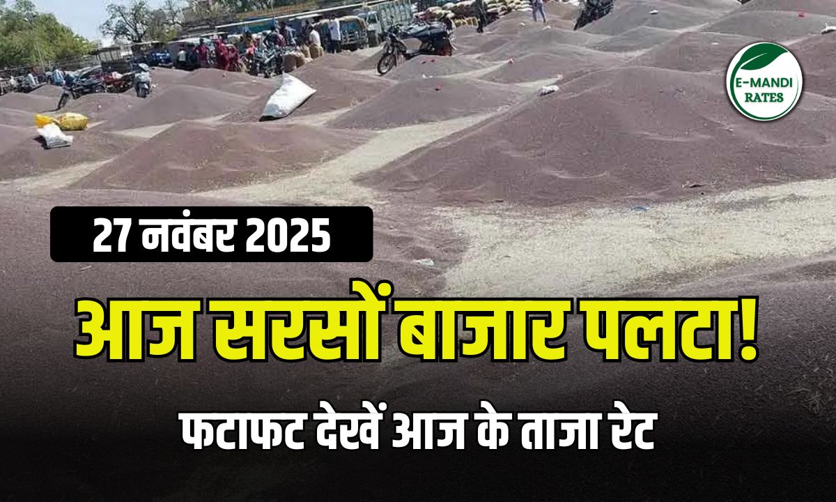 MUSTARD SEED RATES – 27 NOV 2025