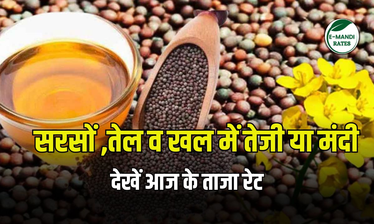 Mustard Rate Today 25 November 2025