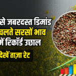 चीन से जबरदस्त डिमांड: सरसों मील एक्सपोर्ट में रिकॉर्ड उछाल, जानें मंडियों में क्या चल रहा भाव?