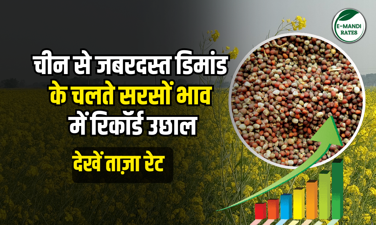 Mustard seed prices surge to record highs due to strong demand from China
