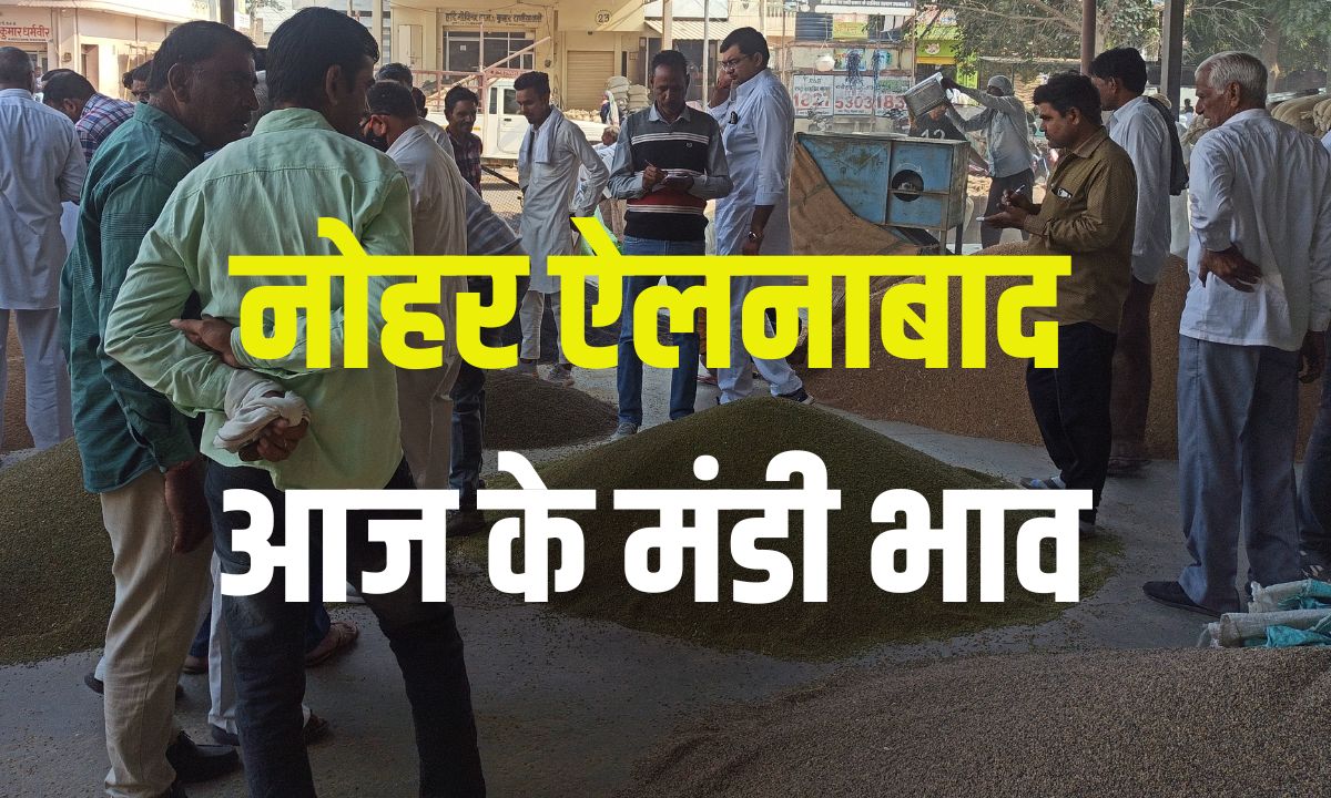 Nohar Ellenabad Mandi Price 25 November