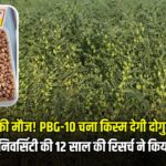 किसानों की मौज! चने की नई किस्म PBG-10 देगी दोगुना उत्पादन - PAU की रिसर्च का कमाल
