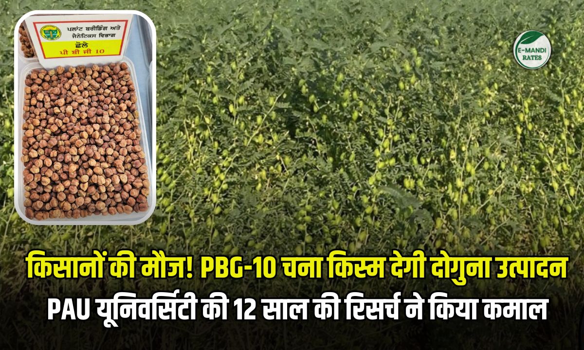 PBG 10 New Variety of Gram