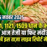 आज के ताज़ा धान भाव 26 नवम्बर 2025 | 1401, 1121, 1509 इत्यादि किस्मों की तेजी-मंदी की पूरी रिपोर्ट