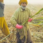 Sugarcane Price: कर्नाटक में किसानों को नहीं मिल रही गन्ने की सही कीमत, भेदभाव का आरोप