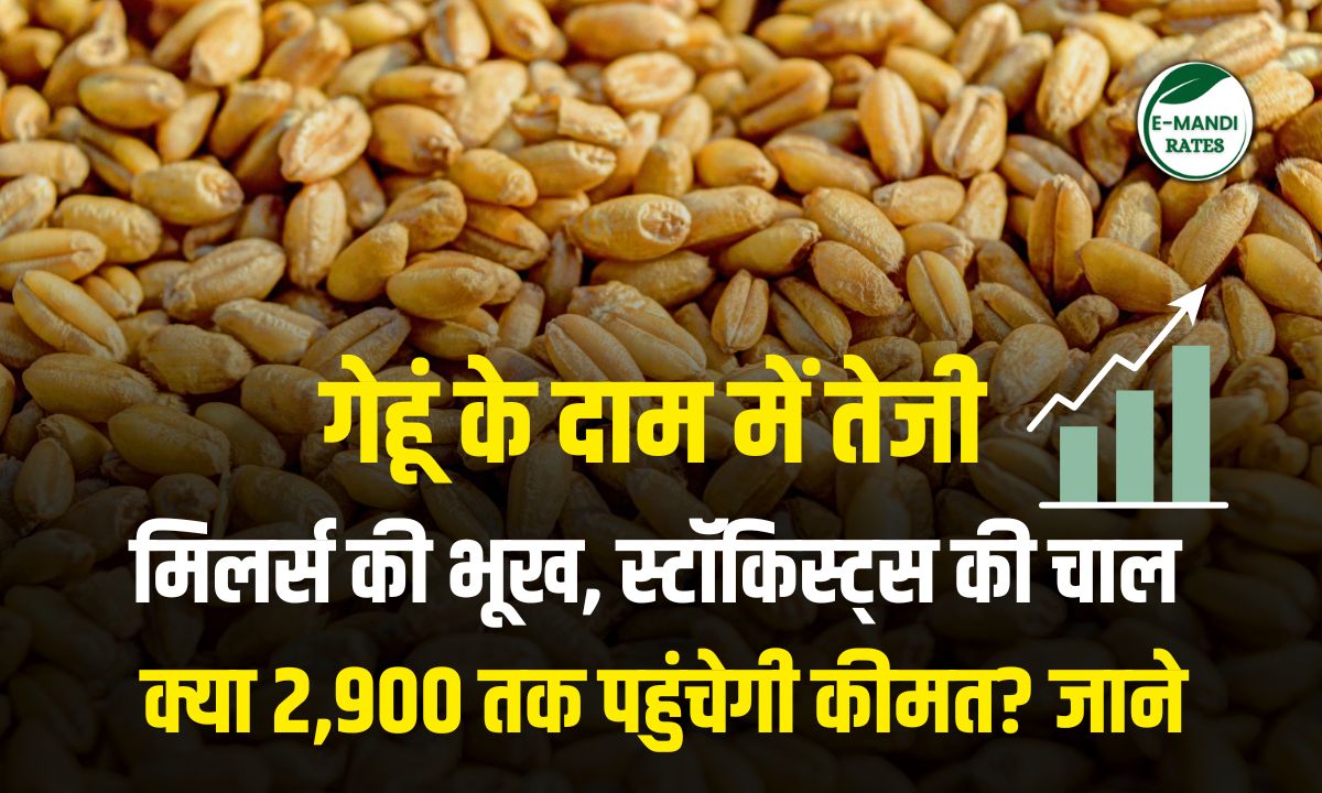 Wheat prices surge in india