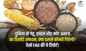 दुनिया में गेहूं, चावल और मोटे अनाज का रिकॉर्ड उत्पादन, क्या इससे कीमतें गिरेगी? देखें ये FAO रिपोर्ट!