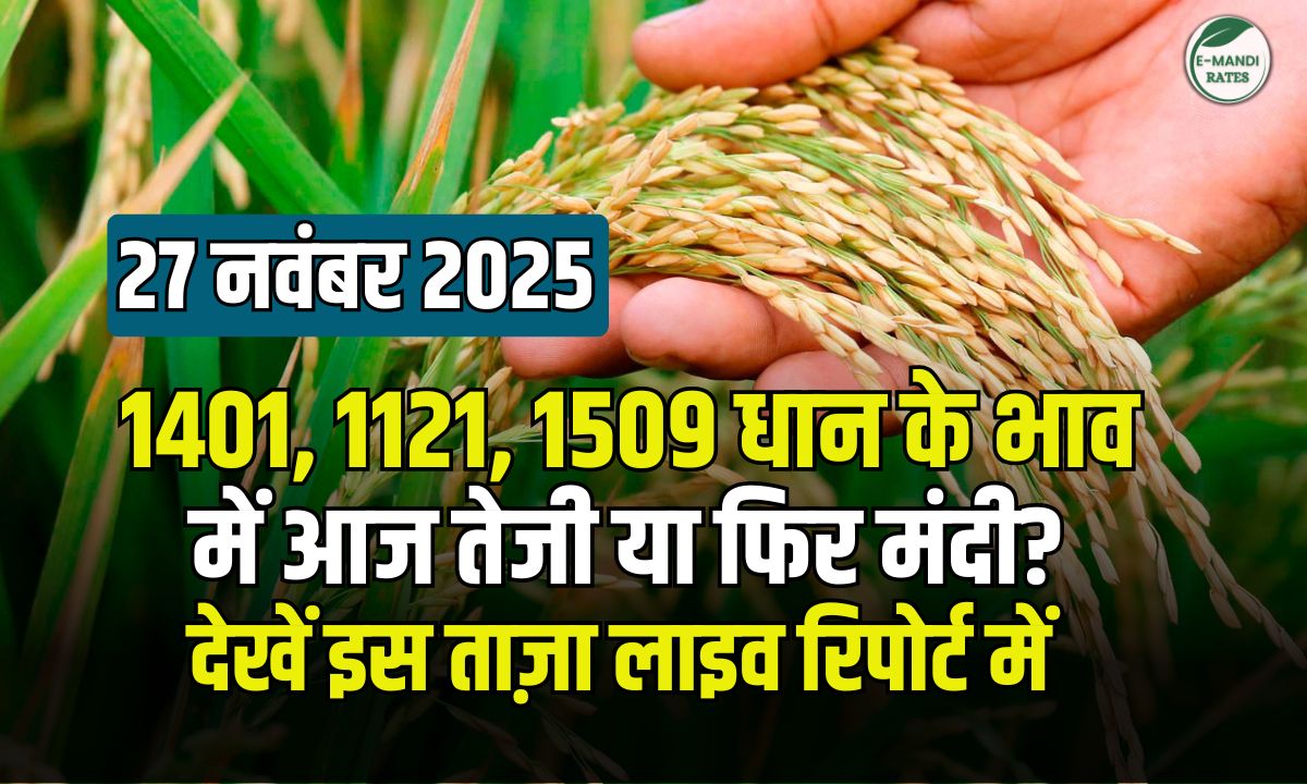 aaj ke dhan bhav 27 november 2025